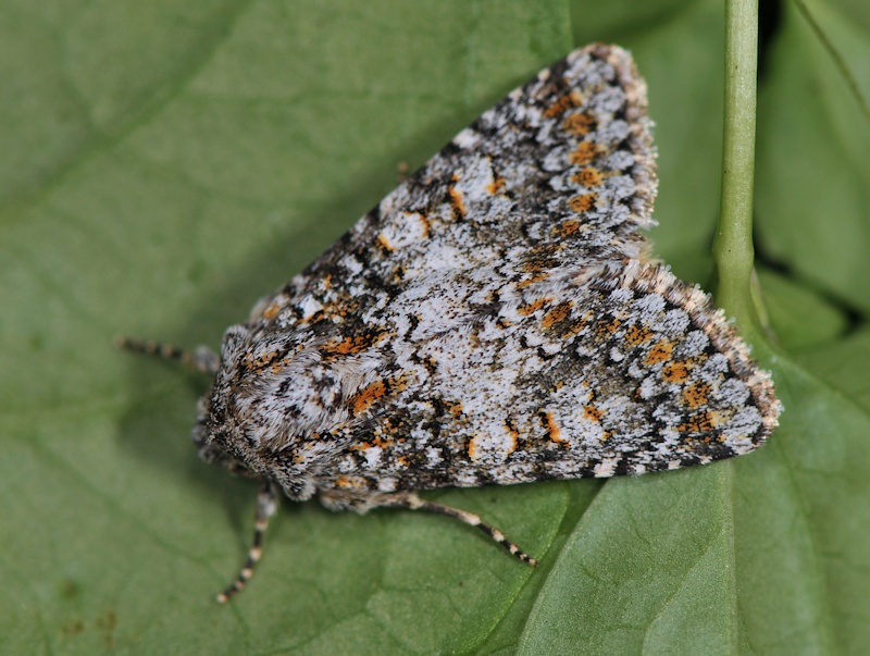 EMN 2013: qualche specie interessante